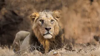 Lion kills 11-year-old pilgrim at Girnar hill in Gujarat's Junagadh