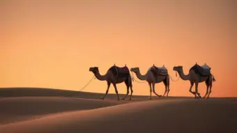Extreme Heat Is Killing Camels As Desert Temperatures Reach Dangerous Highs