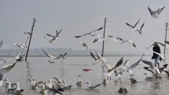Seagulls Bird At Harnai : कोकण किनारी परदेशी पाहुण्यांचे आगमन; हर्णे-पाळंदे समुद्रकिनारी सीगल पक्ष्यांचे दर्शन