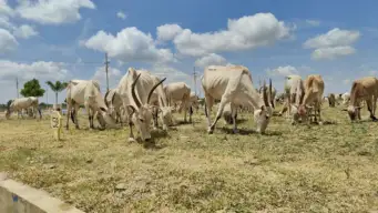 Farmers struggle as drought worsens fodder scarcity in Karnataka