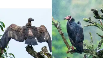 വയനാട്ടില്‍ സര്‍വേ: 65 ചുട്ടി, കാതില കഴുകന്‍മാരുടെ സാന്നിധ്യം സ്ഥിരീകരിച്ചു