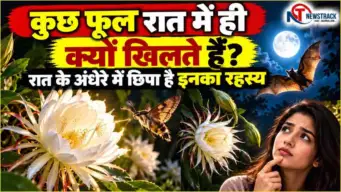 Night Blooming Flowers: रात में ही क्यों खिलते हैं कुछ फूल? पतंगे, चमगादड़ और खुशबू के पीछे छिपा है