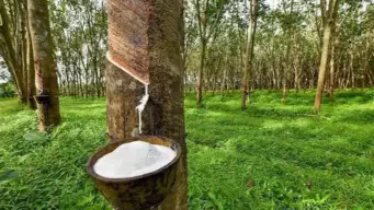 റബര്‍ ബോര്‍ഡിന്റെ INR Konnect ഡിജിറ്റല്‍ പ്ലാറ്റ്ഫോമിന്റെ അവതരണം; 27-ന് ആര്‍ ആര്‍ ഐ ഐയില്‍ പരിപാടി