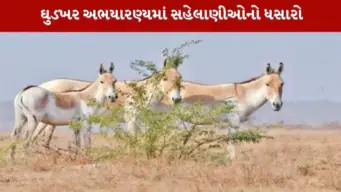 પાટડીમાં વહેલું ખૂલ્યું ઘુડખર અભયારણ્ય, વિદેશી પક્ષીઓ જોવા સહેલાણીઓ ઉમટ્યા