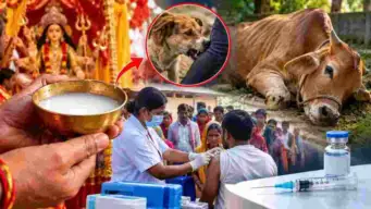ஷாக்!. வெறிநாய் கடித்த பசுவின் பால். பிரசாதமாக சாப்பிட்ட 450 பேருக்கு தடுப்பூசி! உத்தரப் பிரதேசத்தில் பரபரப்பு!