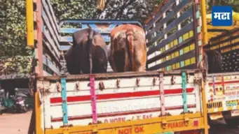 Nashik News: दावणीचे बैल विक्रीला! चाराटंचाईमुळे शेतकऱ्यांवर वेळ, गोरक्षकांच्या सतर्कतेनं जनावरांची सुटका