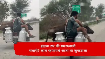 Viral Video : इंद्राचा रथ की यमराजाची सवारी? बाईकवर म्हैस, मागे दुधाच्या किटल्या अन् त्यावर माणूस!  VIDEO पाहून डोक्याला हात लावाल