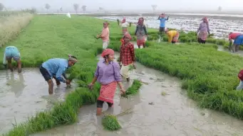 Karnataka's kharif grain output likely to fall 40%