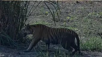 बंगाल के बक्सा टाइगर रिजर्व में लौटी बाघों की उम्मीद, वाल्मीकि से लाई गई बाघिन को जंगल में छोड़ा गया