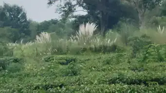 Naxalbari Tea Garden                                                                                    বকেয়া উৎসবভাতা, মূল্য বৃদ্ধিতে বিপর্যস্ত নকশালবাড়ি চা শ্রমিকদের জীবনযাত্রা