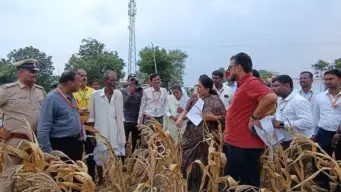 Rain during Central team visit leaves farmers in quandary