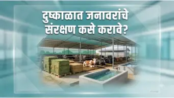 दुष्काळात जनावरांचे संरक्षण कसे करावे?