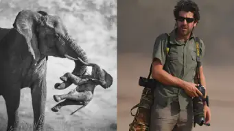 Heartbreaking Image Of 'Elephant Carrying A Dead Calf' Gets Federico Veronesi Wildlife Photographer Of The Year 2026