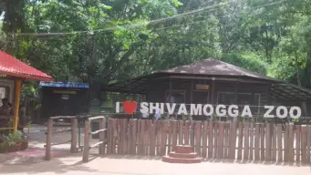 ತ್ಯಾವರೆಕೊಪ್ಪ: ಅಮ್ಮನ ಆರೈಕೆ ಸಿಗದೇ ನಾಲ್ಕು ಸಿಂಹದ ಮರಿಗಳ ಸಾವು