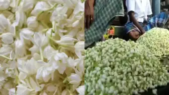 ನವರಾತ್ರಿ ಬೆನ್ನಲ್ಲೇ ಕರಾವಳಿಯಲ್ಲಿ ಗಗನಕ್ಕೇರಿದ ಮಲ್ಲಿಗೆ ಹೂವಿನ ದರ: ಒಂದೇ ವಾರದಲ್ಲಿ 7 ಪಟ್ಟು ಏರಿಕೆ, ಎಷ್ಟಿದೆ ಮಲ್ಲಿಗೆ ಹೂ ದರ?