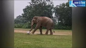 जंगली हाथी ने मैदान में खेला फुटबॉल