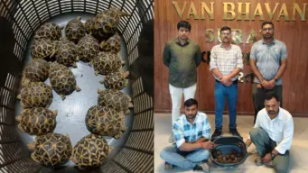 સુરત  :   દુર્લભ 'સ્ટાર' ટર્ટલની તસ્કરી કરતા બે ઝડપાયા, એક કાચબાની કિંમત ₹25,000થી ₹1,00,000