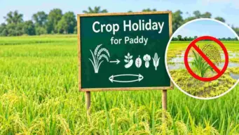 యాసంగిలో వరికి క్రాప్‌ హాలిడే!