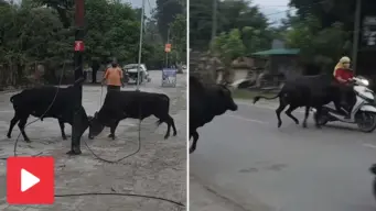 মাঝরাস্তায় জোড়া ষাঁড়ের লড়াই, এক 'যোদ্ধা'র ধাক্কায় স্কুটার নিয়ে রাস্তায় পড়লেন তরুণী! ভাইরাল ভিডিয়ো