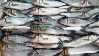 Hyderabad doctors caution against fish fed with chicken waste
