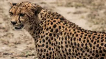 UNCCD COP17: India mentions plan to reintroduce cheetahs in Banni grasslands of Gujarat