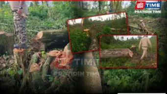 Assam: Illegal Tree Felling Continues Inside Newly Notified Sikhna Jwhwlao National Park