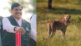 सीएम मोहन यादव ने गांधी सागर वाइल्डलाइफ सैंक्चुरी में छोड़ी चीता 'सीसीबी-2', कहा- यह कदम हमारी "जियो और जीने दो" की भावना दिखाता है
