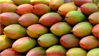 ಕರ್ನಾಟಕದ ಮಾವಿಗೆ ಅಂತರರಾಷ್ಟ್ರೀಯ ಮಾರುಕಟ್ಟೆ