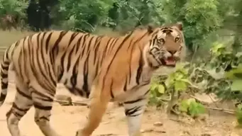 Tiger : తూర్పుగోదావరి జిల్లాలో పులి కదలికలు