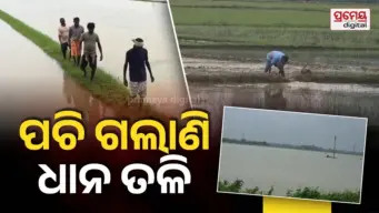 Waterlogged fields : ଚାଷୀଙ୍କ ଉପରେ ଦାଉ ସାଧୁଛି ଅବିଶ୍ରାନ୍ତ ବର୍ଷା, ଜମିରେ ଲହଡ଼ି ମାରୁଛି ଆଣ୍ଠୁଏ ଆଣ୍ଠୁଏ ପାଣି, ପଚିଗଲାଣି ଧାନ ତଳି