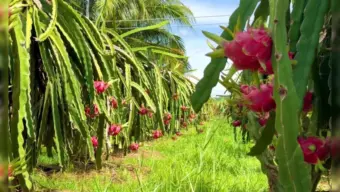 From Army to Agriculture: 61-Year-Old Makes Rs 4 Lakh Growing Dragon Fruit