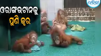 ଓରାଙ୍ଗଉଟାନକୁ ପୁଣି ଜ୍ୱର: ଡାକ୍ତରୀ ଟିମ୍‌ ସଜାଗ