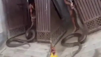 Viral Video : வீட்டின் கேட்டிற்குள் நுழைந்த ராட்சத மலைப்பாம்பு.. இணையத்தில் வைரலாகி வரும் பகீர் வீடியோ!