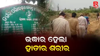 ଝାରବେର୍ଣ୍ଣି ସଂରକ୍ଷିତ ଜଙ୍ଗଲରେ ମାଈ ହାତୀର ମୃତଦେହ ଉଦ୍ଧାର