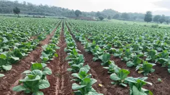 ನಿಕೋಟಿನ್‌ ಹೊಂದಿದ ಗುಟ್ಕಾ ನಿಷೇಧ,ಕರ್ನಾಟಕದ ತಂಬಾಕು ಕೃಷಿ ಮೇಲೆ ಹೇಗಿದೆ ಪರಿಣಾಮ