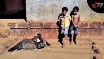 गिधाडांना वाचवण्यासाठी या गावाने काय नाय केलं.? डीजेवर बंदी घातली, मृत जनावरांची व्यवस्था केली, झाडं जपली आणि मग.?