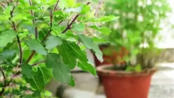 तुलसी के बीज: नपुंसकता और मासिक धर्म की समस्याओं का समाधान