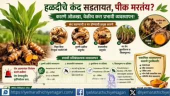 हळदीचे कंद सडतायत, पीक मरतंय? कारणे ओळखा, वेळीच करा प्रभावी व्यवस्थापन !  Turmeric Rhizome Rot and Wilt