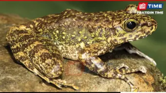 Three New Cascade Frog Species Discovered in Northeast India; One Named in Honour of Padmini Varkey