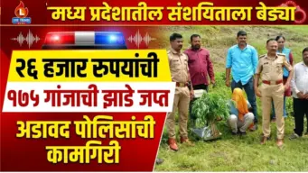 अडावद पोलिसांची कामगिरी ; २६ हजार रुपयांची १७५ गांजाची झाडे जप्त ; मध्य प्रदेशातील संशयिताला बेड्या