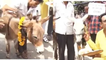 Monsoon Delay: Bhopal Residents Turn To Unusual Ritual, Feed Gulab Jamuns To Donkeys to Invite Rainfall
