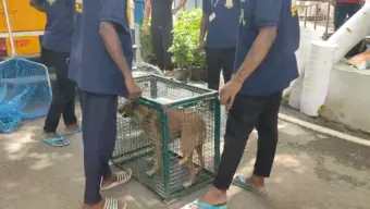 பட்ஜெட் கூட்டத்தொடர் எதிரொலி: தலைமைச் செயலக வளாகத்தில் சுற்றித் திரிந்த தெருநாய்களைப் பிடிக்கும் பணி தீவிரம்!