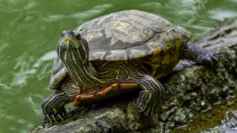 News in Pics | July 16, 2026: Best photos from around the world