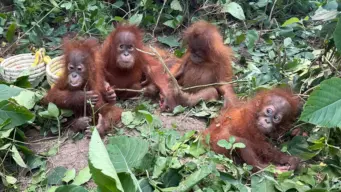 Rescued orangutans in Odisha likely spent time with humans, officials say