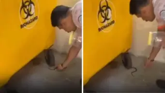 Mumbai: Cobra Hatchling Found Inside Raheja Hospital In Mahim; Rescued Safely - VIDEO