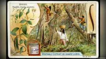 How vanilla's history is not so . 'vanilla'