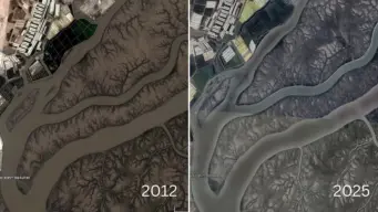 Mangrove plantations must be judged by the forests they become, not the saplings planted