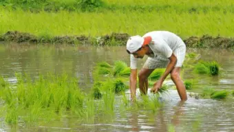 Kharif-sown area shrinks by over 20% after delayed and deficient monsoon rainfall