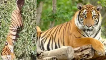 தொடர்ந்து மனிதர்களை வேட்டையாடும் ஆட்கொல்லி புலி - பிடிக்க தீவிரம் காட்டும் வனத்துறையினர்