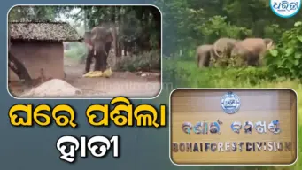 ଗ୍ରାମରେ ପଶିଗଲା ଗୋଠଛଡ଼ା ଦନ୍ତା: ଘର ଭାଙ୍ଗି ଚାଉଳ ଖାଇଲା, ଜଙ୍ଗଲରେ ୩ ହାତୀଙ୍କୁ ନେଇ ଆତଙ୍କ!